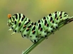 Caterpillar fungus to treat arthritis?