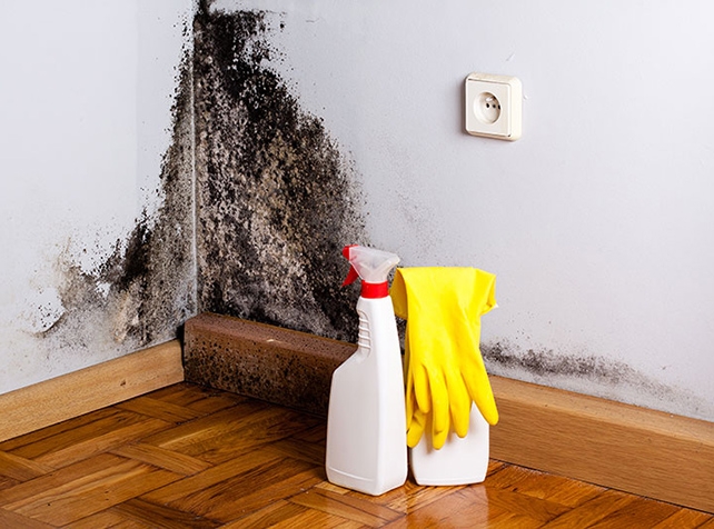 how-does-household-mould-affect-your-health-healthtimes