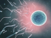 Testicular 'time-bomb' risks birth defects