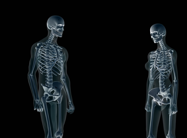 both-men-and-women-need-strong-bones-but-their-skeletons-grow